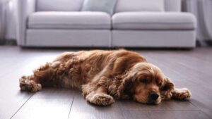 Top 5 Best Vacuums for Dog Hair on Hardwood Floors